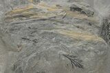 Pennsylvanian Fossil Flora Plate - Kentucky #214159-2